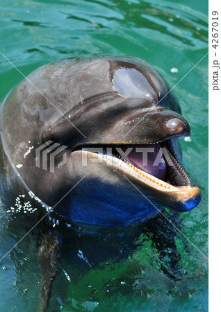 イルカ 4267019