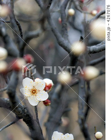 田子の浦(たごのうら) 田子の浦(たごのうら) 4267076