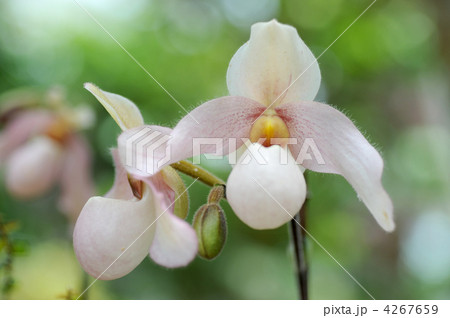 パフィオペディルム パフィオペディルム 4267659