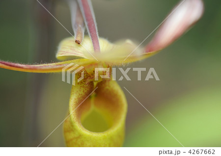 パフィオペディルム 4267662