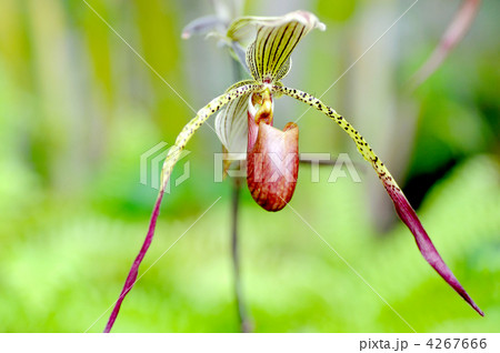 パフィオペディルム 4267666