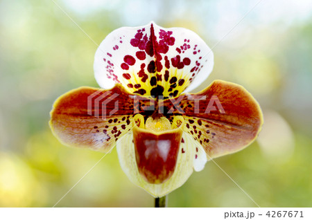 パフィオペディルム 4267671