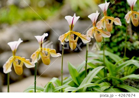 パフィオペディルム パフィオペディルム 4267674