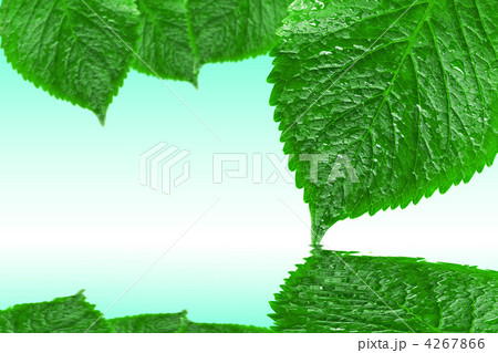 leaves with reflection on the water 4267866