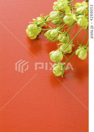 緑色のバラと赤色の背景 緑色のバラと赤色の背景 4269053