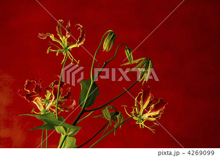 グロリオサと赤いバック 4269099