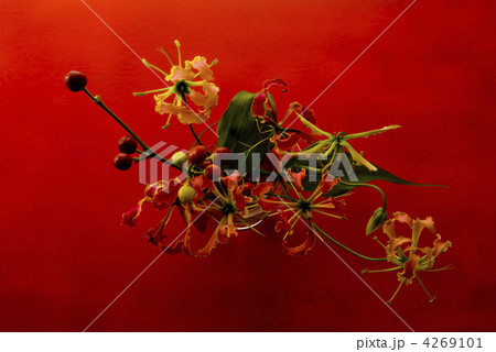 グロリオサと赤いバック グロリオサと赤いバック 4269101