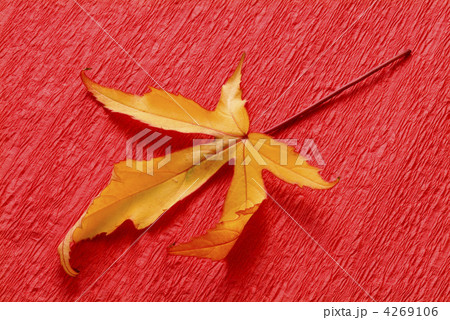 紅葉葵の葉 4269106