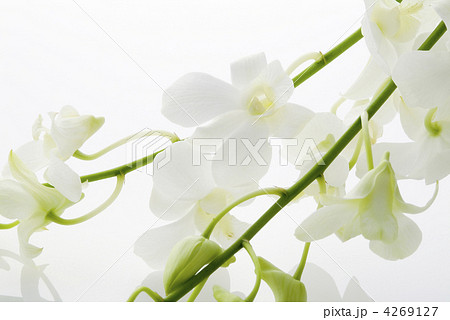 デンファレ デンファレ 4269127