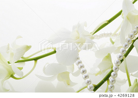 デンファレとパール 4269128