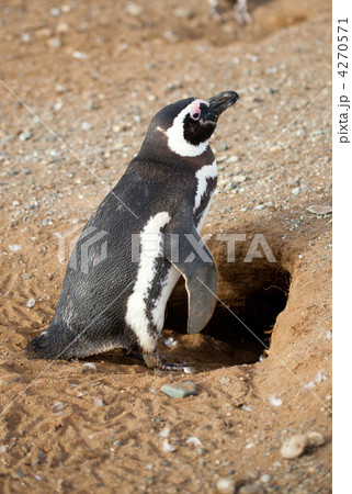 Magellanic penguin near its barrow 4270571