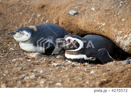 Magellanic penguin and its nestling in their barrow 4270572