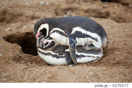 Love-making Magellanic penguins in Patagonia, South America 4270577
