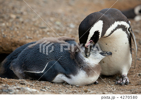 Mother and baby. Magellanic penguin with its nestling 4270580