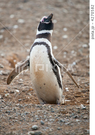 Magellanic penguin trying to fly Magellanic penguin trying to fly 4270582