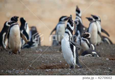 Magellanic penguin in Patagonia, South America 4270602