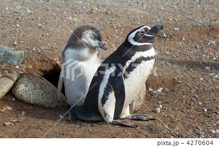 Magellanic penguin and its nestling near their barrow Magellanic penguin and its nestling near their barrow 4270604