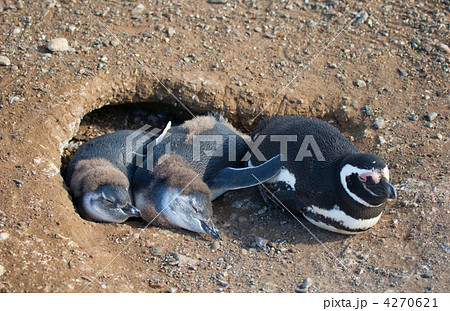 Magellanic penguin and its nestlinsg in their barrow Magellanic penguin and its nestlinsg in their barrow 4270621