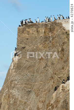 Colony of cormorants in the Marta island in Patagonia, Chile Colony of cormorants in the Marta island in Patagonia, Chile 4270624