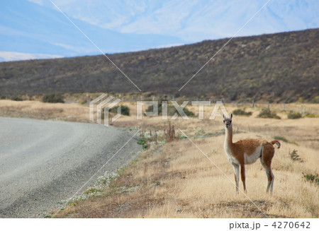 Guanaco in Torres del Paine national park, Chile, South America 4270642