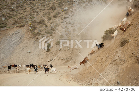 Many wild mountain goats descending 4270706