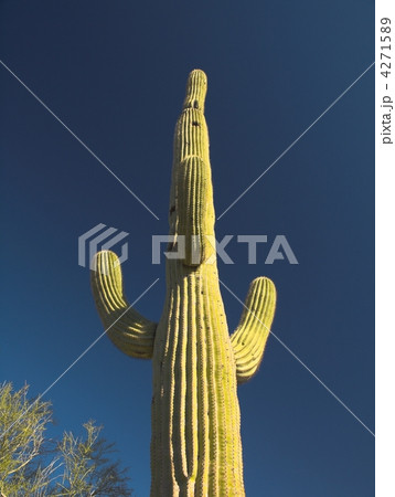 4271589