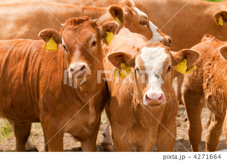 red cows 4271664