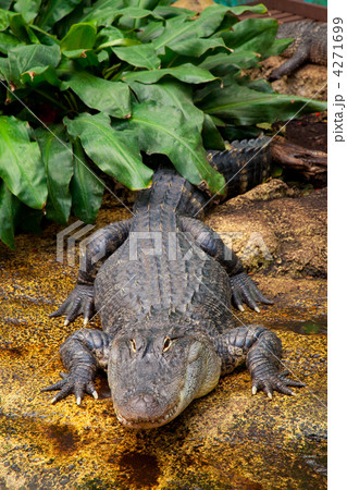 crocodile 4271699