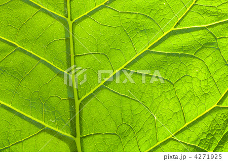 Leaves Leaves 4271925