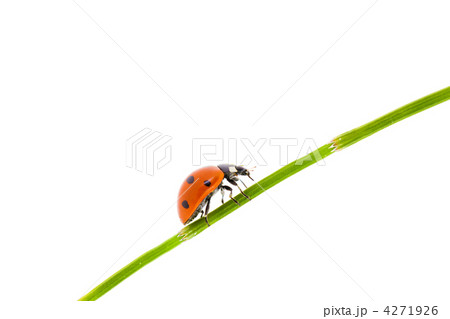ladybug 4271926