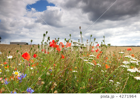 Cornflower and poppy 4271964