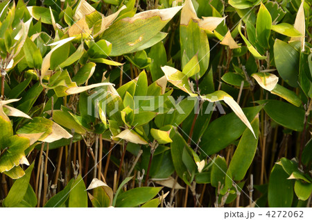 植物・オカメザサ イネ科 植物・オカメザサ イネ科 4272062