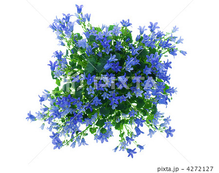 campanula 4272127