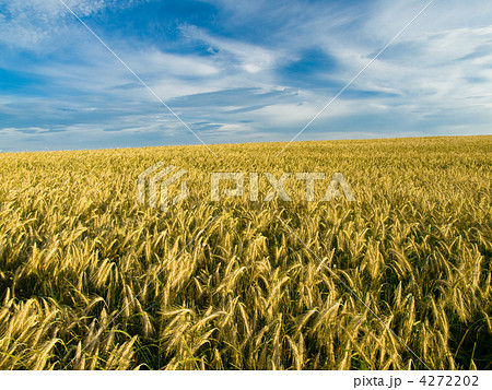 golden grain ready for harvest 4272202
