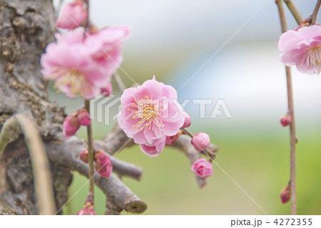 枝垂れ梅の花 枝垂れ梅の花 4272355