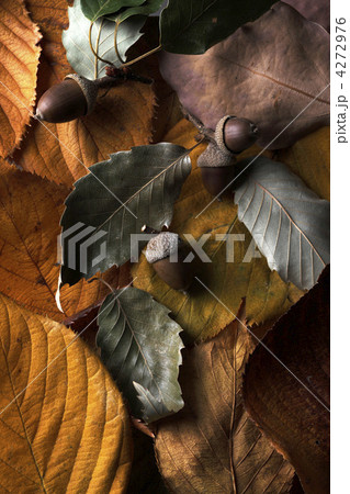 枯れ葉とドングリ 4272976