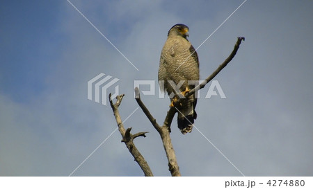 カンムリワシ 4274880