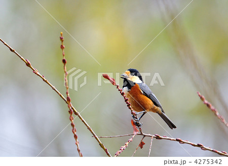 ぬいぐるみみたいなヤマガラ ぬいぐるみみたいなヤマガラ 4275342