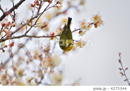 アザラシの真似? アザラシの真似? 4275344