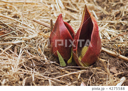 ザゼンソウ ザゼンソウ 4275588