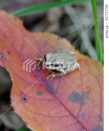 落ち葉色に擬態した蛙の写真素材