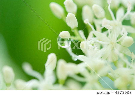 ミズキ ミズキ 4275938