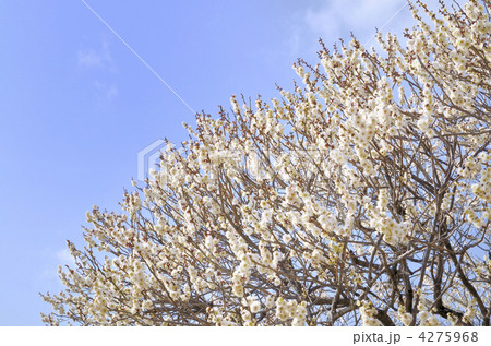 飛梅 飛梅 4275968