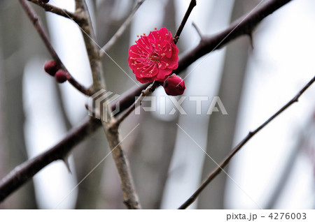 紅梅の花 4276003