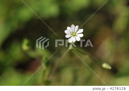 春の白い花　～ノミノフスマ～ 4276128