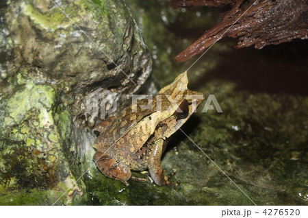 コノハガエルの写真素材