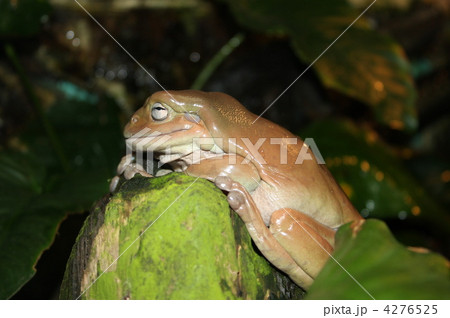 イエアメガエル イエアメガエル 4276525