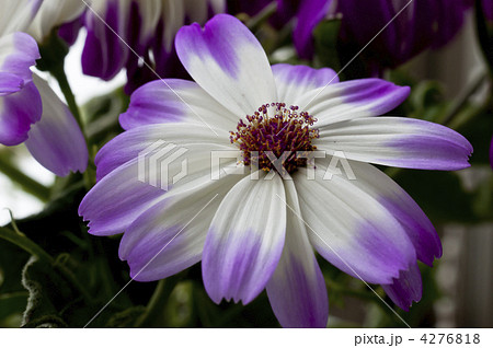 シネラリア 4276818