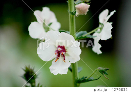 シロバナモウズイカ 4276832