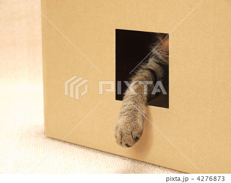 穴からでた猫の手 穴からでた猫の手 4276873